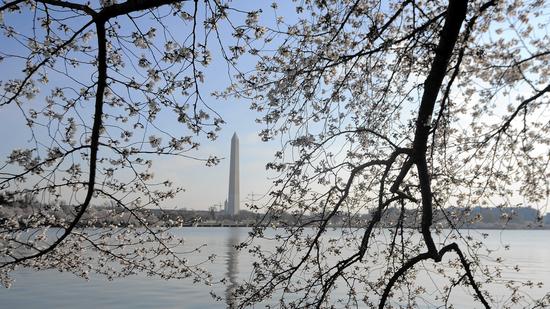Cherry trees surround the Tidal Basin in Washington. (Kim Hairston, Baltimore Sun)