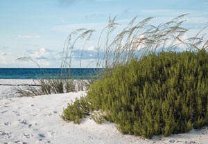 The white stuff. Sugary, ground-quartz sand of Henderson Beach washes down from the Appalachian Mountains and into the gulf. Shutterstock