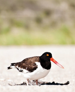 Hunt and peck. An American oystercatcher searches for a snack in the sugar sand of beautiful Higbee beach. Shutterstock