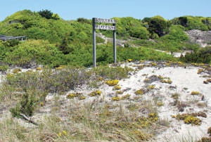 Hidden gem. Sunken Forest offers an escape from the hustle and bustle of Fire Island. National Park Service