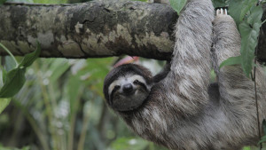 A sleeping sloth in Costa Rica. 