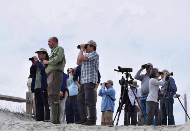 Cape May Spring Festival: So. Many. Birds.