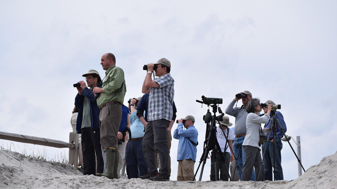 Cape May Spring Festival: So. Many. Birds.